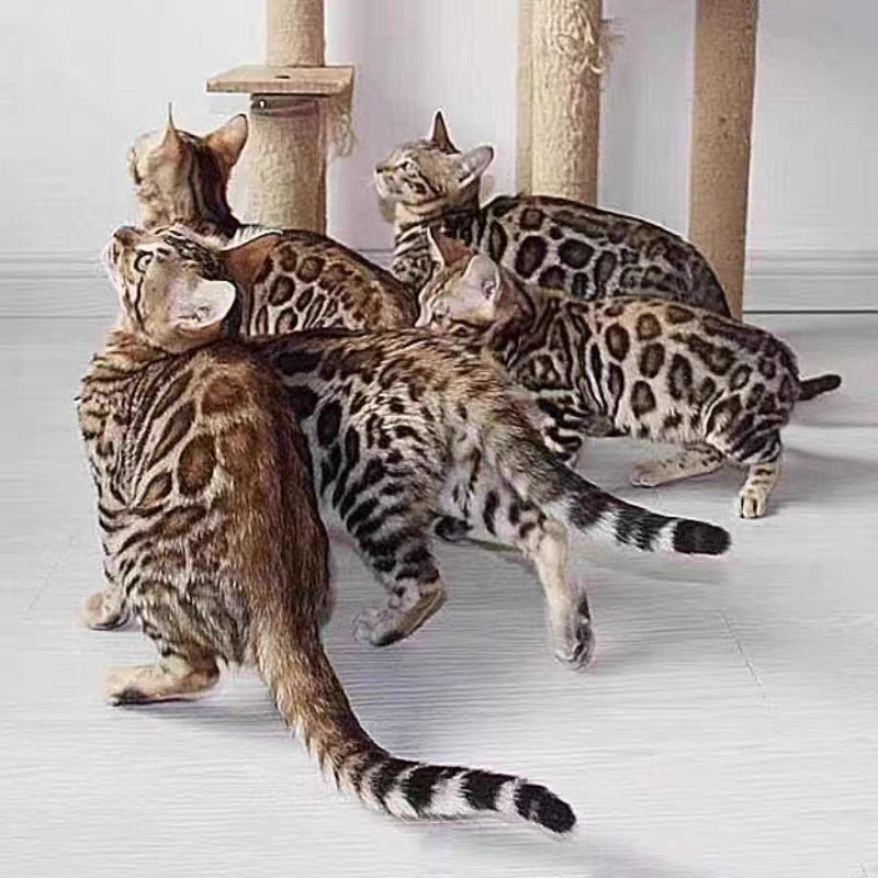 猫舍直销批发价格出售孟加拉豹猫